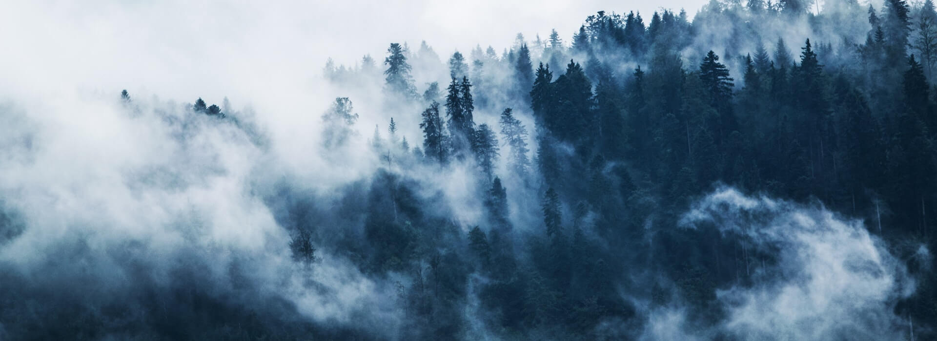 Winterdepression-Nebel-Wald-Düsterheit